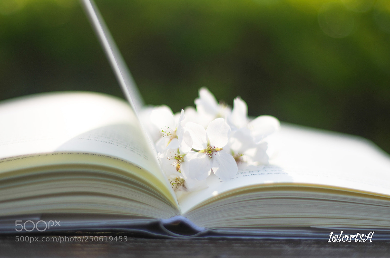 Pentax K-5 sample photo. Book sakura photography