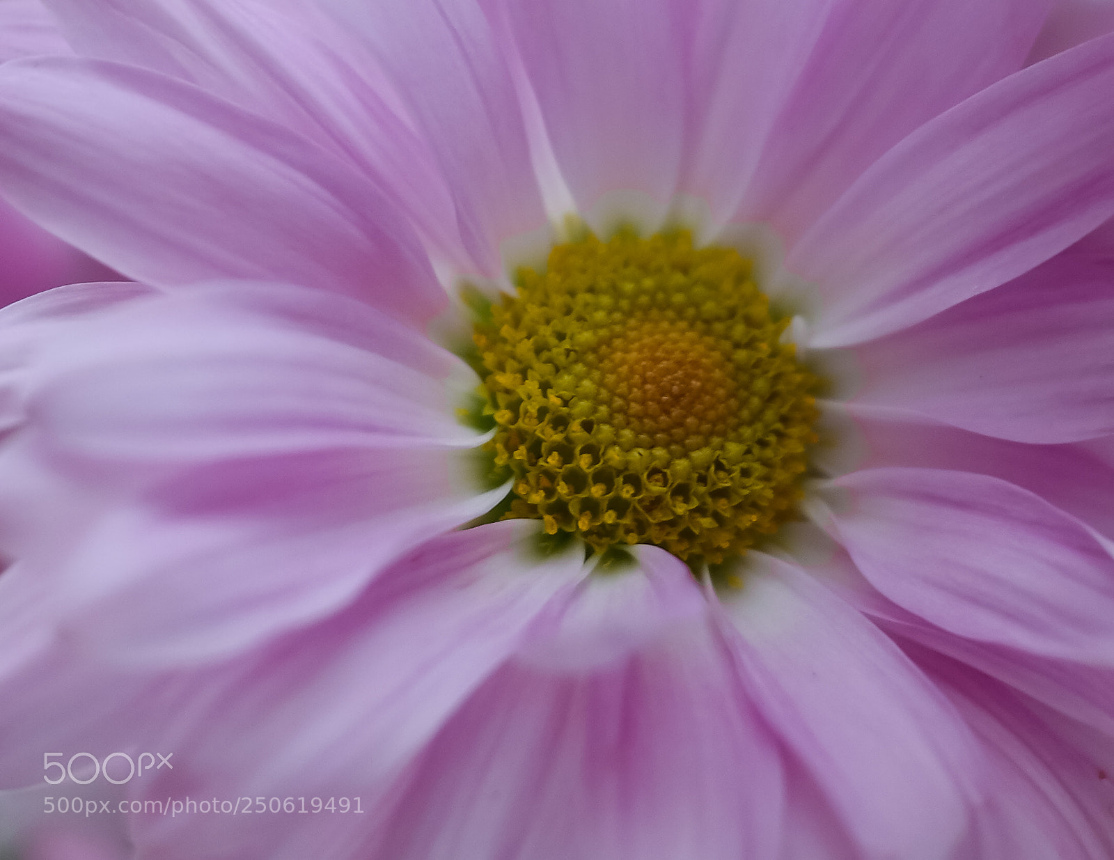 Samsung NX300 sample photo. Spring is back... photography