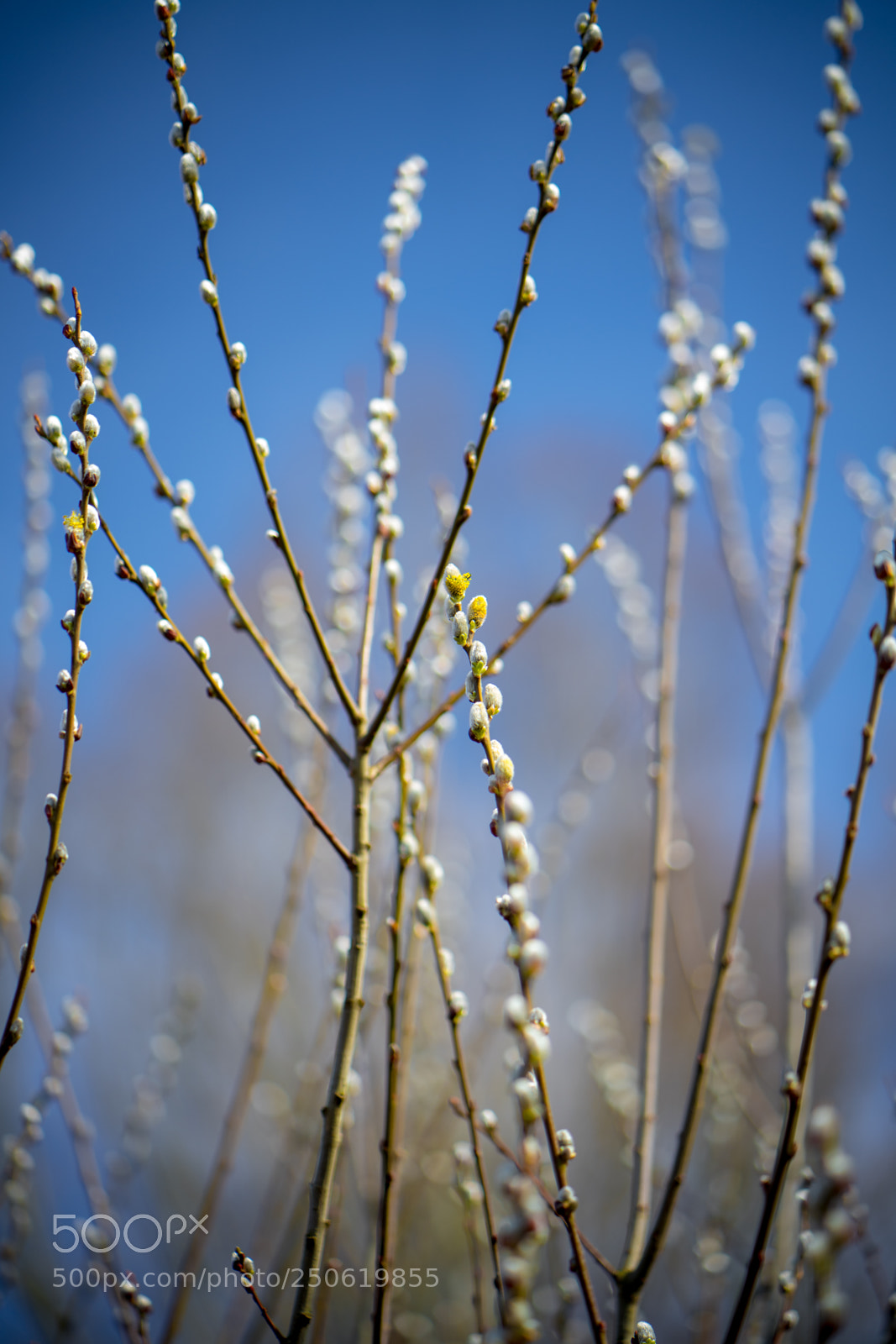 Sony a7 II sample photo. Dsc photography