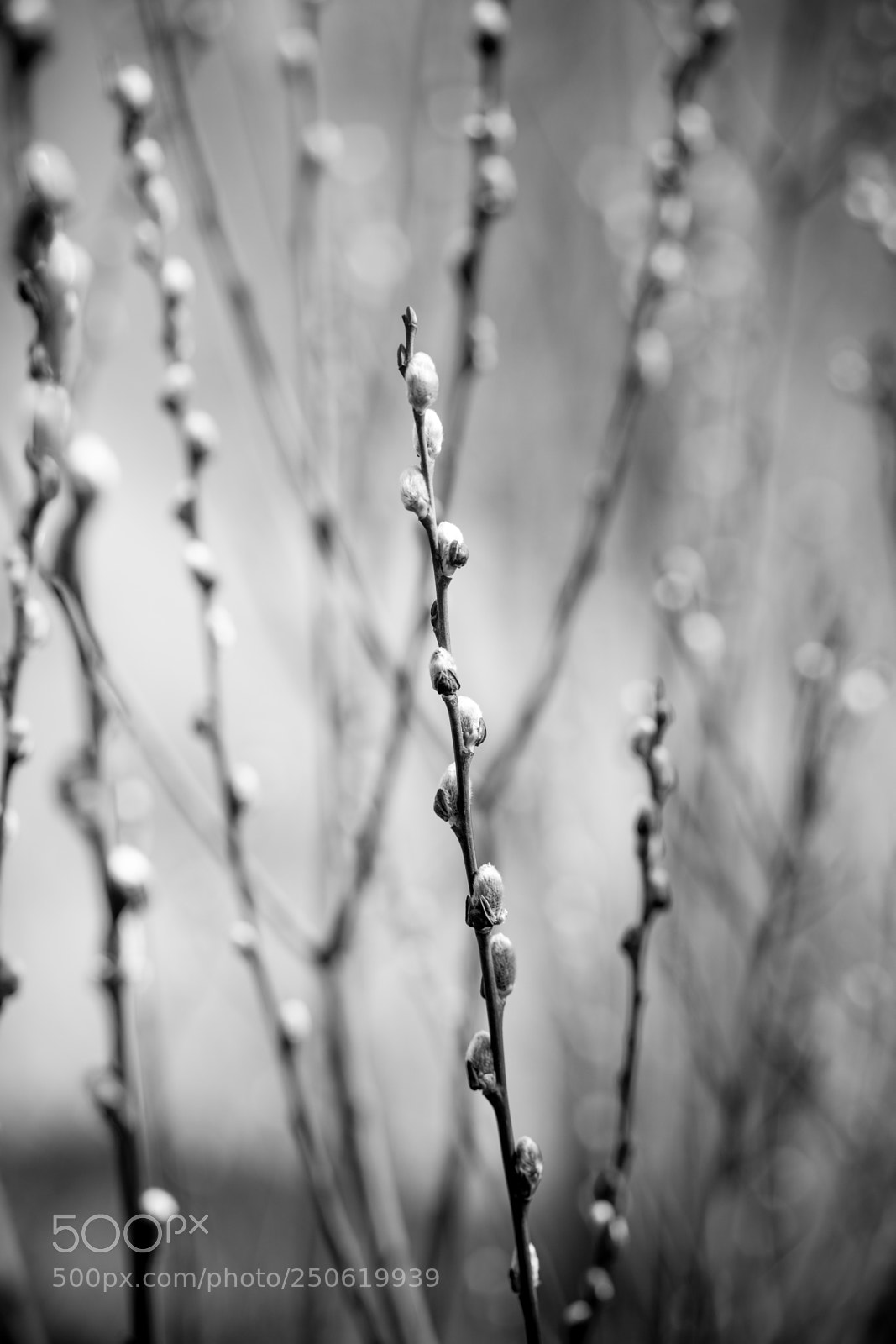 Sony a7 II sample photo. Dsc photography