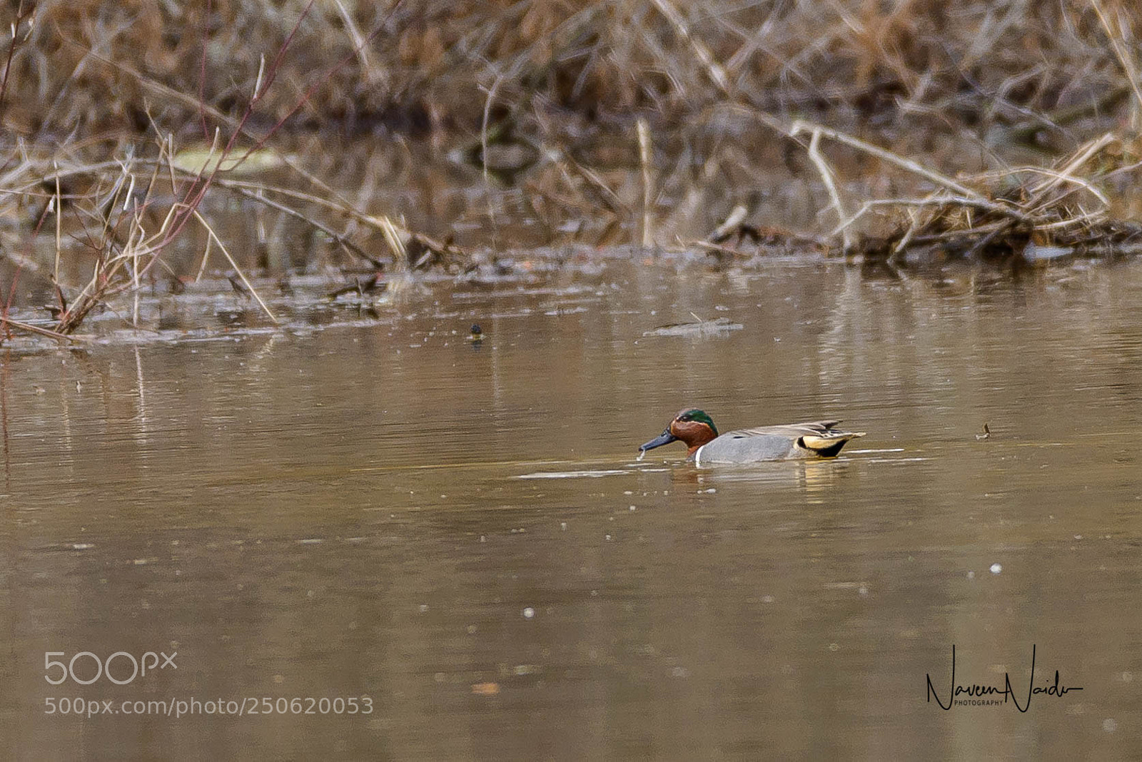 Nikon D800 sample photo. Green winged teal photography