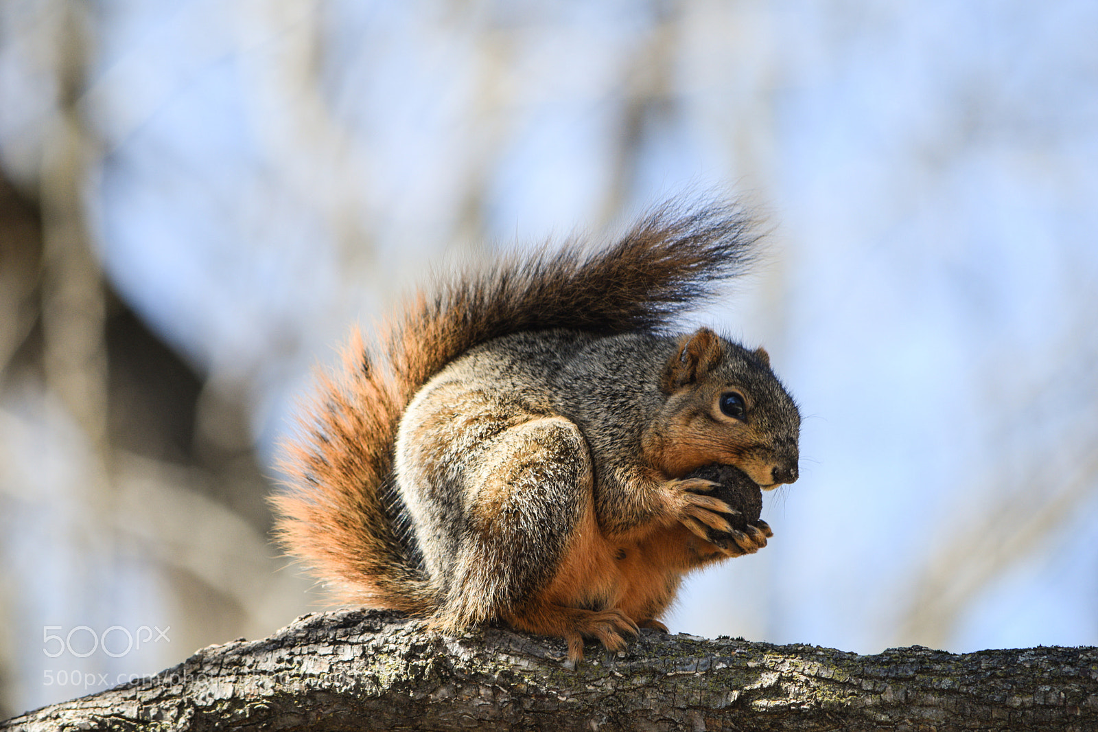 Nikon D3300 sample photo. Squirrel photography