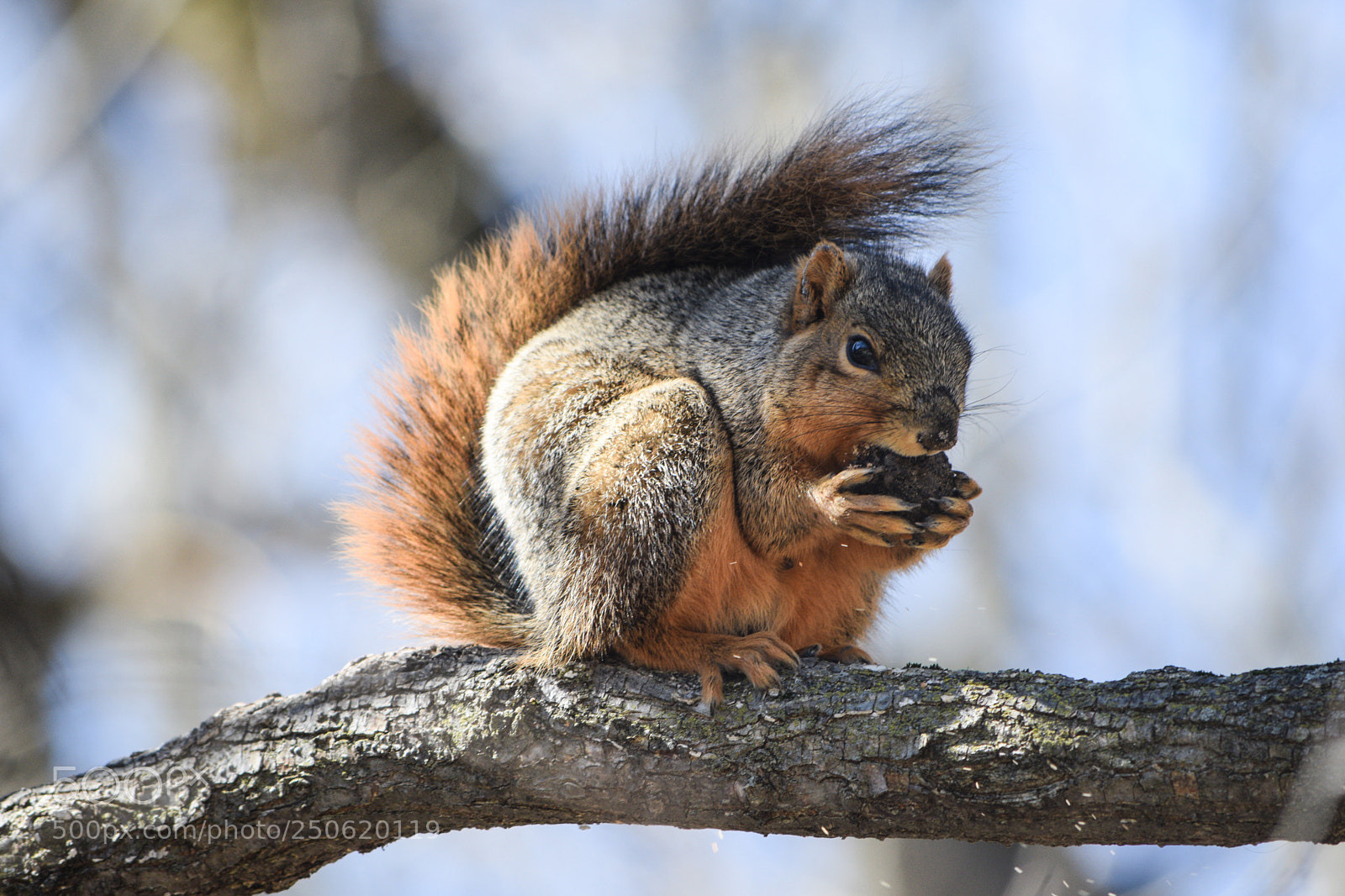 Nikon D3300 sample photo. Squirrel photography