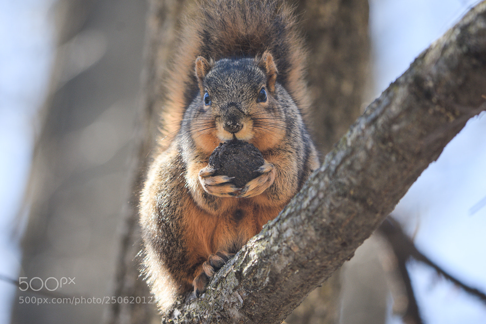 Nikon D3300 sample photo. Squirrel photography