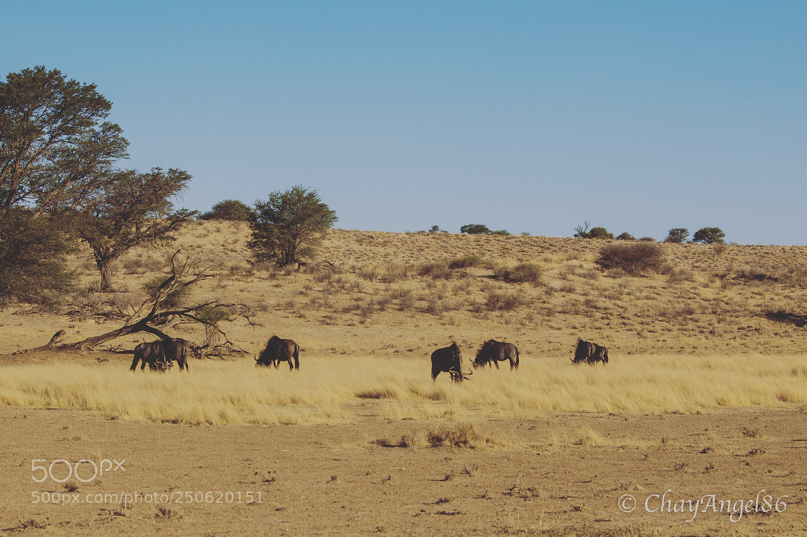 Canon EOS 70D sample photo. The plains of africa... photography