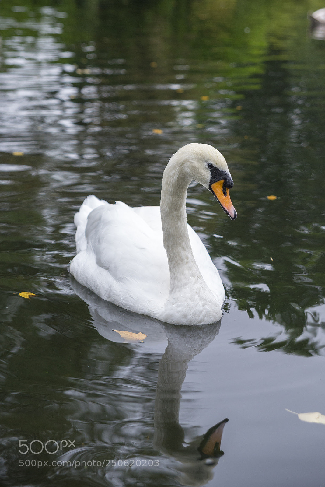 Nikon D600 sample photo. Swan photography