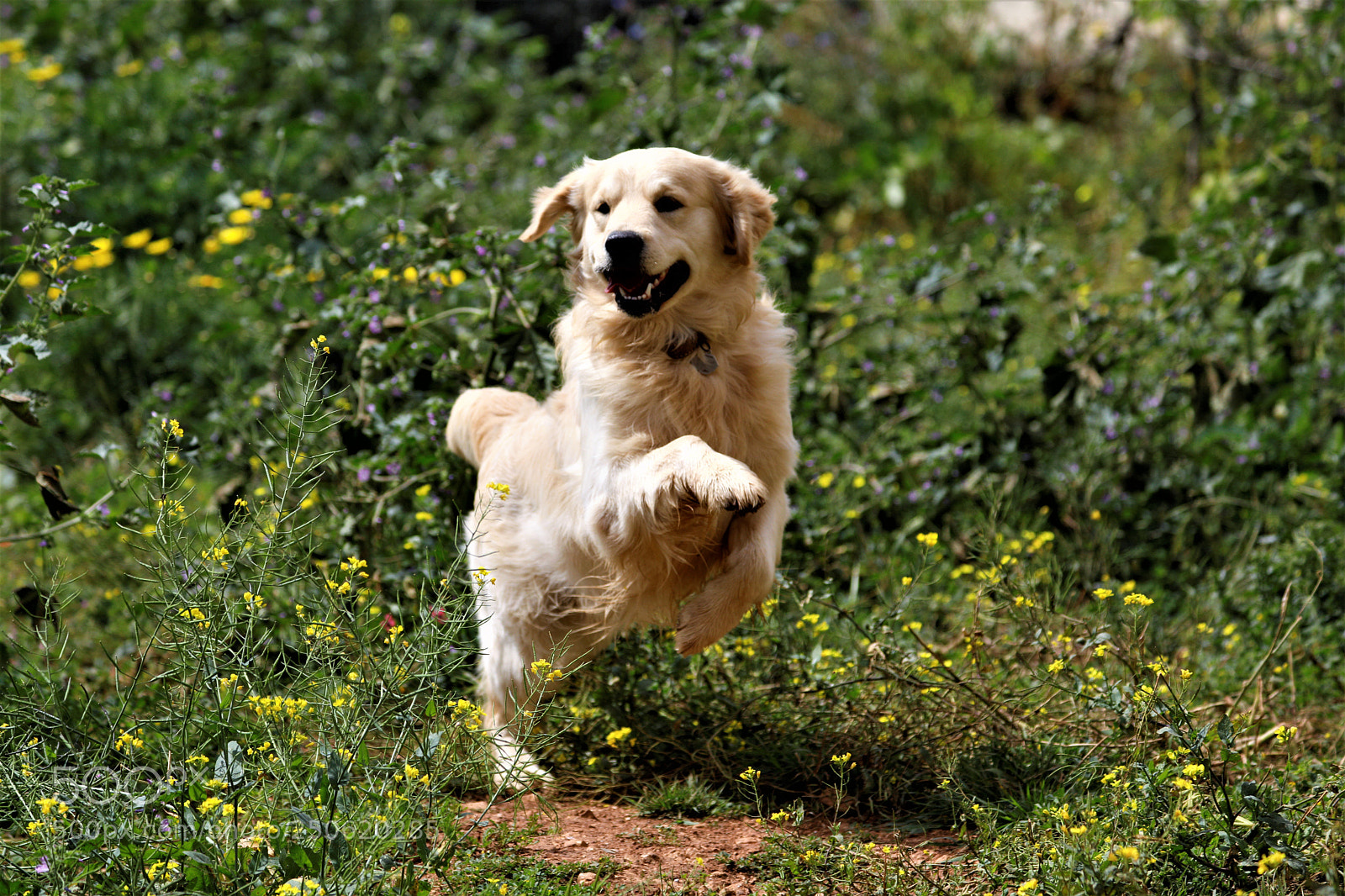 Canon EOS 5D Mark IV sample photo. Joy for spring photography