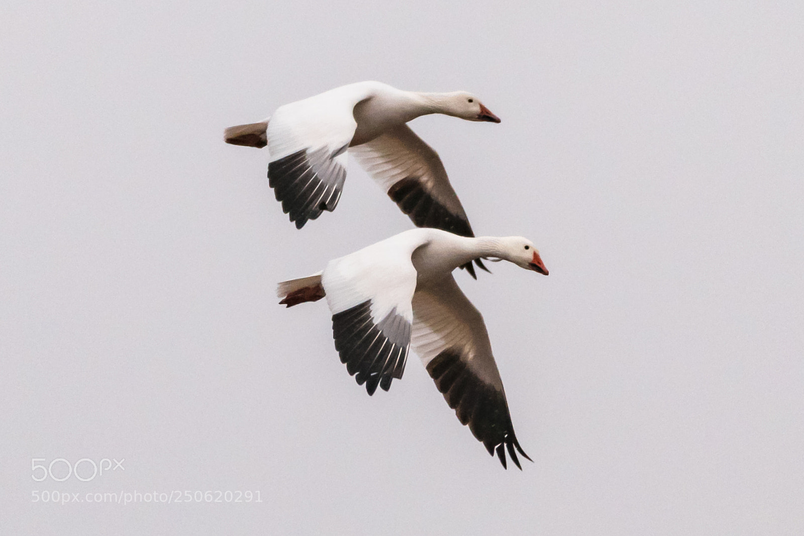 Nikon D850 sample photo. Fly wing to wing photography