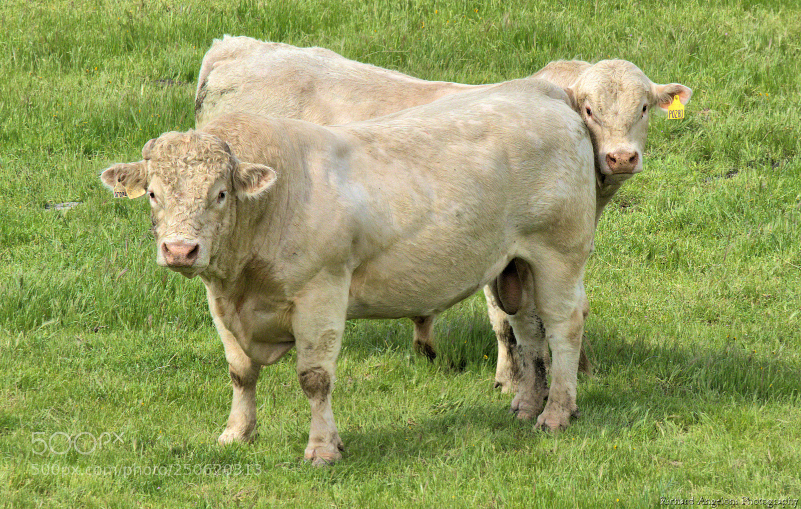 Nikon D7000 sample photo. Two white cows photography