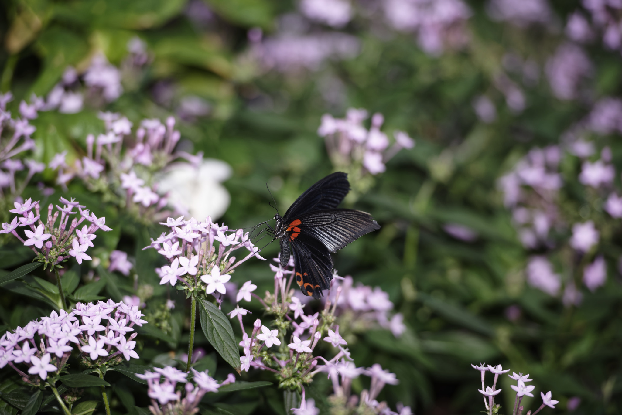Nikon D810 sample photo. Diurnal butterfly on flower. photography