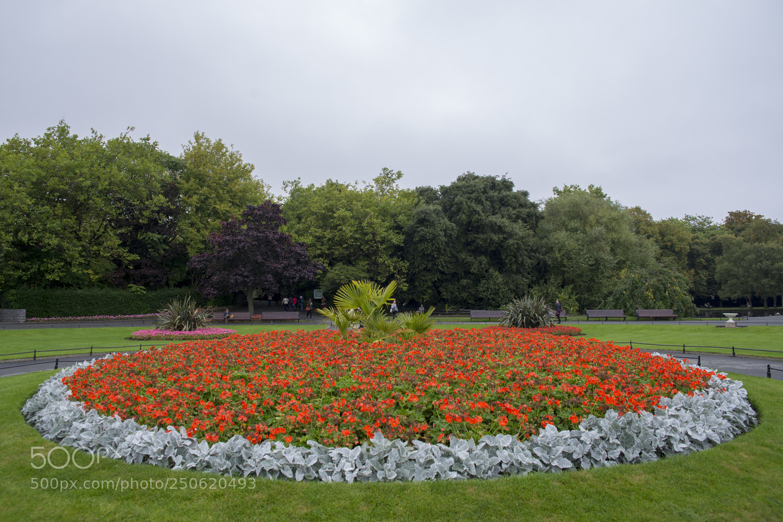 Nikon D600 sample photo. Flowers photography