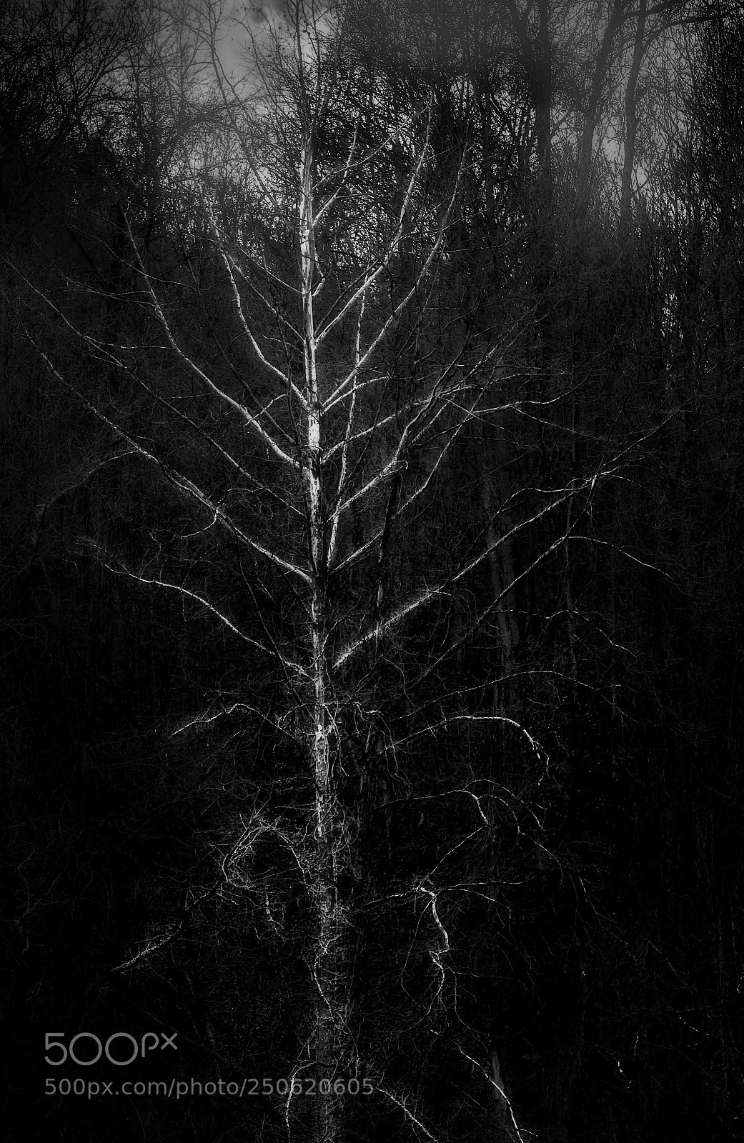 Nikon D7100 sample photo. Sycamore by moonlight photography