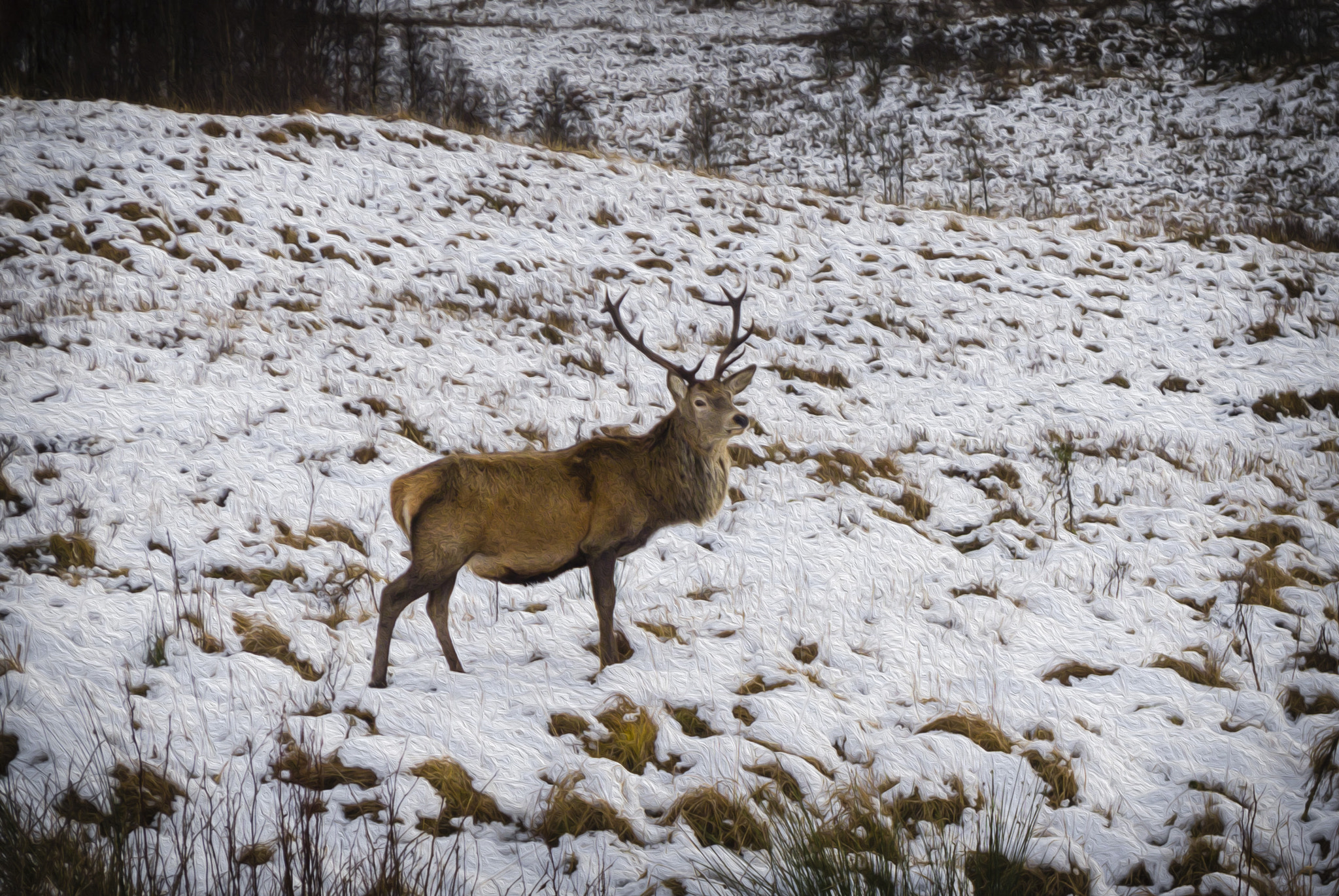 Panasonic Lumix DMC-LX5 sample photo. Red deer photography