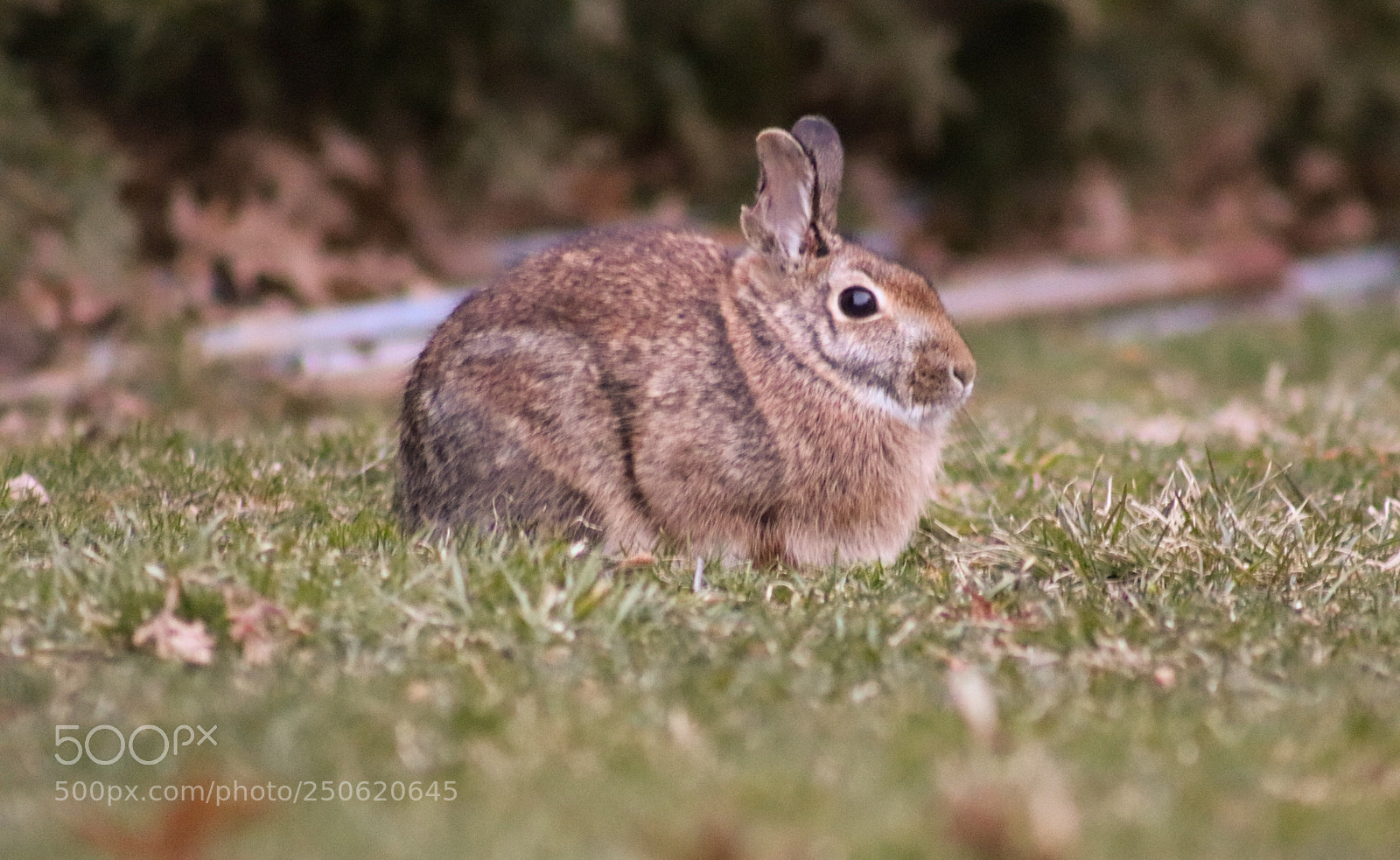 Canon EOS 800D (EOS Rebel T7i / EOS Kiss X9i) sample photo. Easter bunny photography