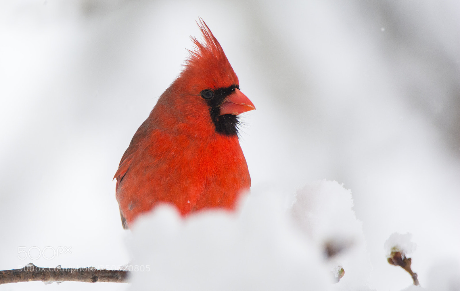Nikon D5200 sample photo. Northern cardinal perched on photography