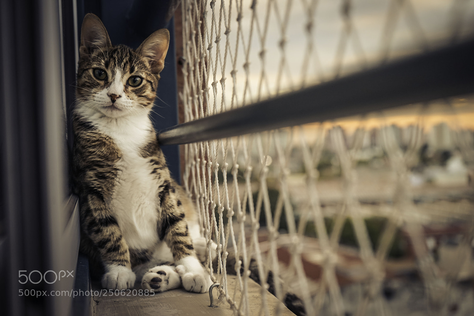 Sony a7R sample photo. Leo the cat photography