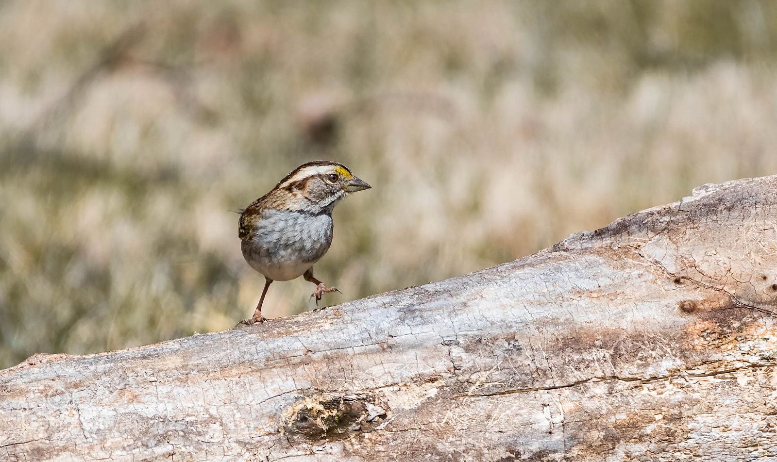 Nikon D500 sample photo. Ready to move photography