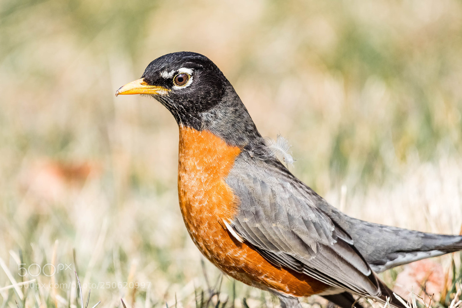 Nikon D500 sample photo. Robin portrait photography