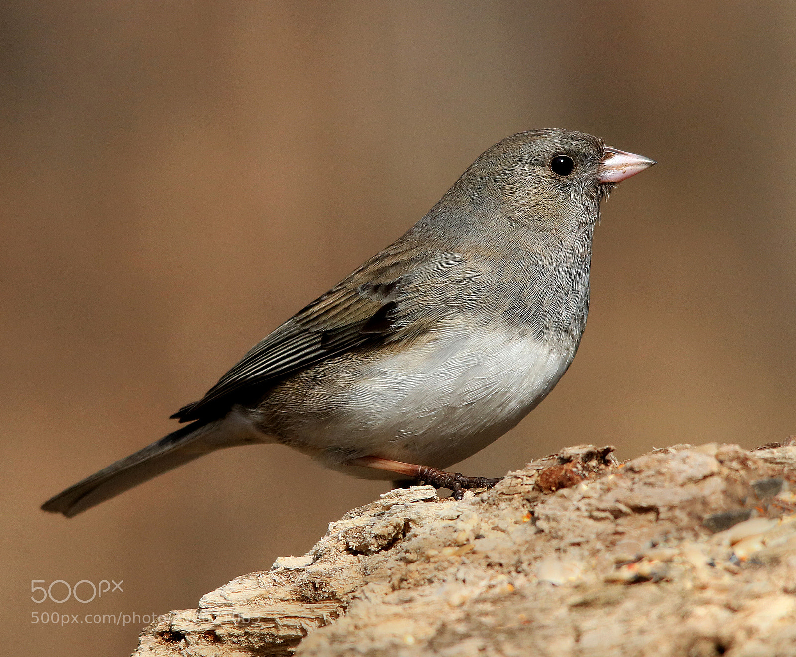 Canon EOS 750D (EOS Rebel T6i / EOS Kiss X8i) sample photo. Dark eyed junco photography