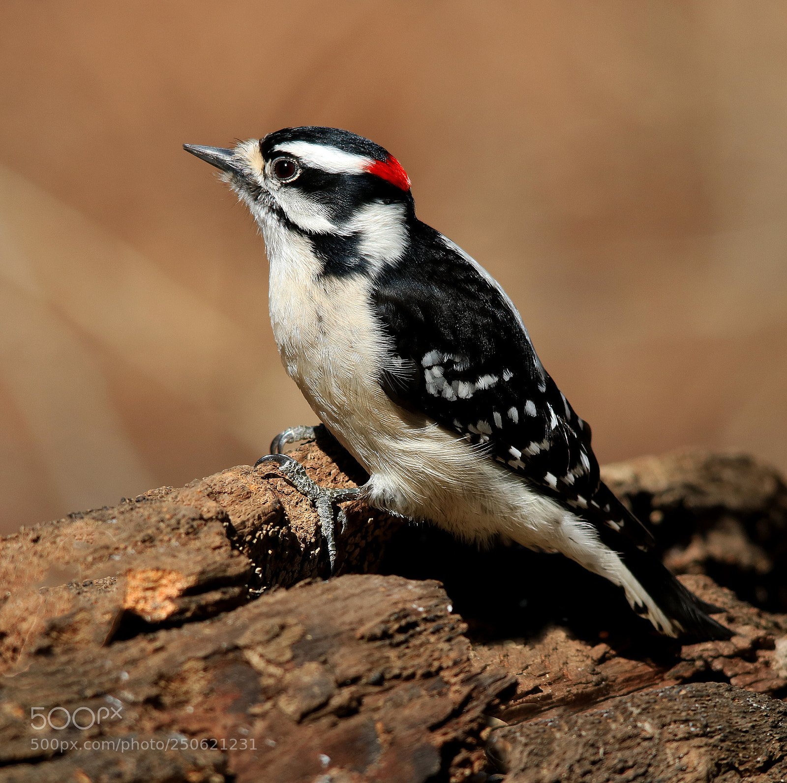 Canon EOS 750D (EOS Rebel T6i / EOS Kiss X8i) sample photo. Downy woodpecker photography