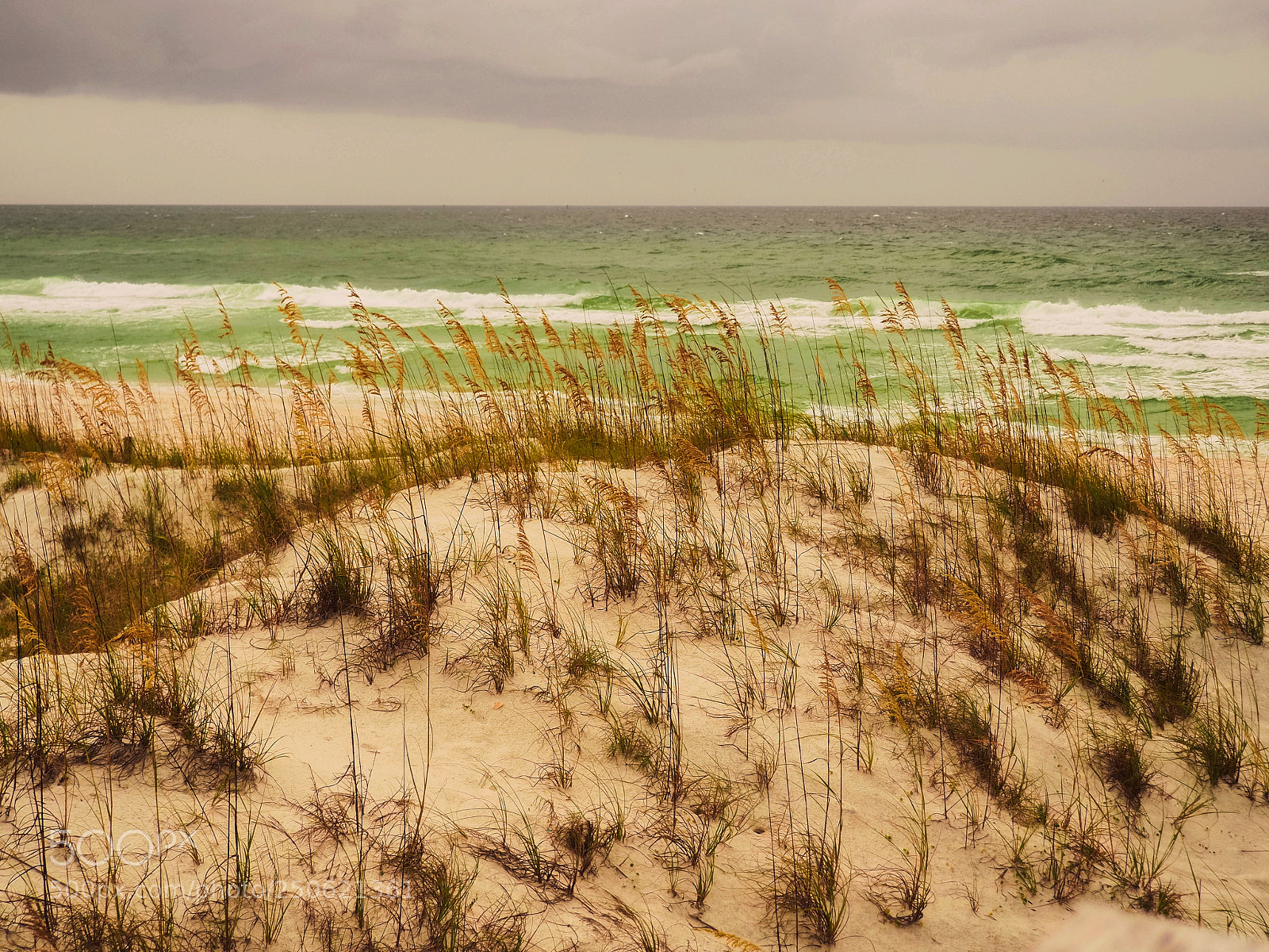 Olympus OM-D E-M5 II sample photo. Sea oats on the photography