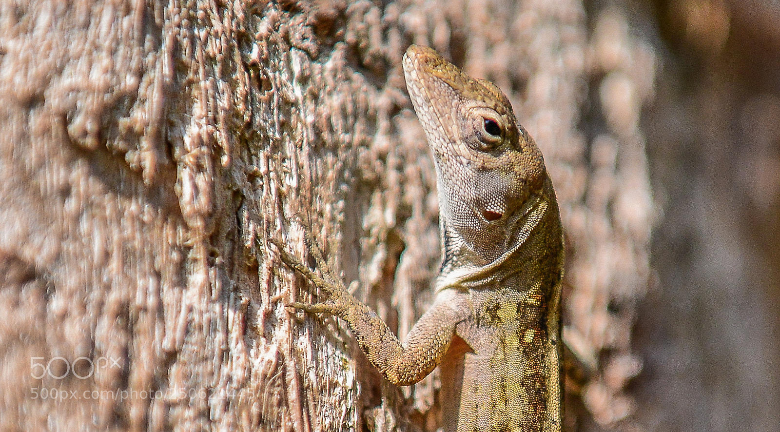 Nikon D800 sample photo. Onward and upward. photography