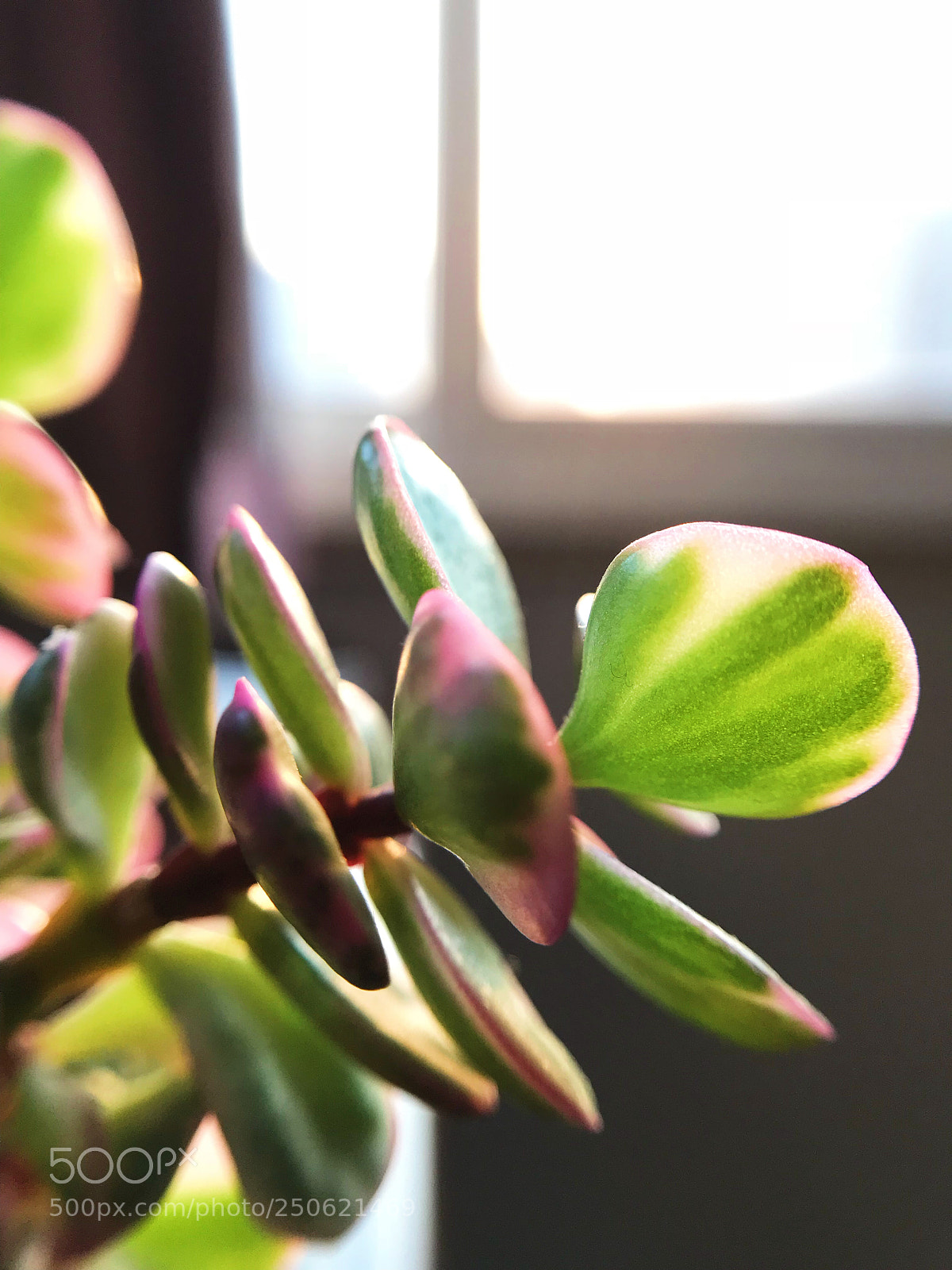 Apple iPhone 7 sample photo. Pailulacaria afra varfoliis-variegatis photography