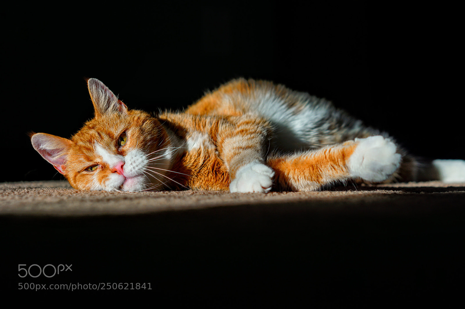 Sony a6000 sample photo. Cat in the sunlight photography