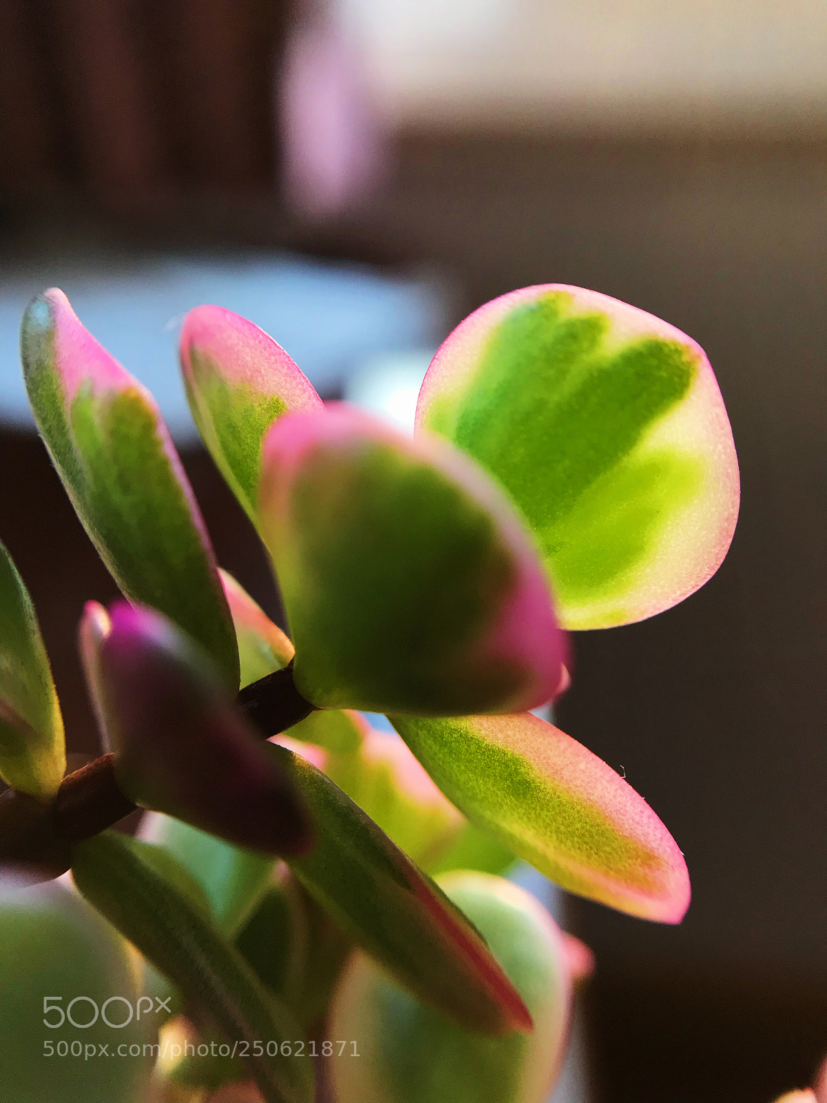Apple iPhone 7 sample photo. Pailulacaria afra varfoliis-variegatis photography
