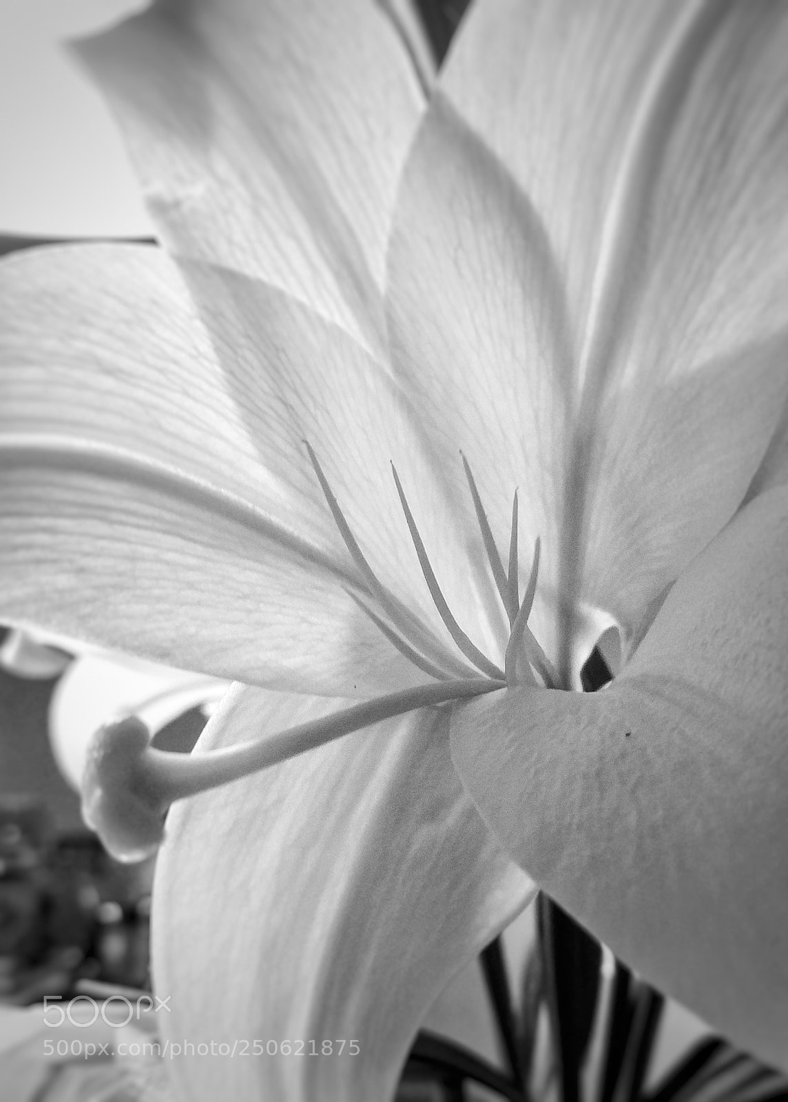 LG G5 sample photo. Black and white lily photography