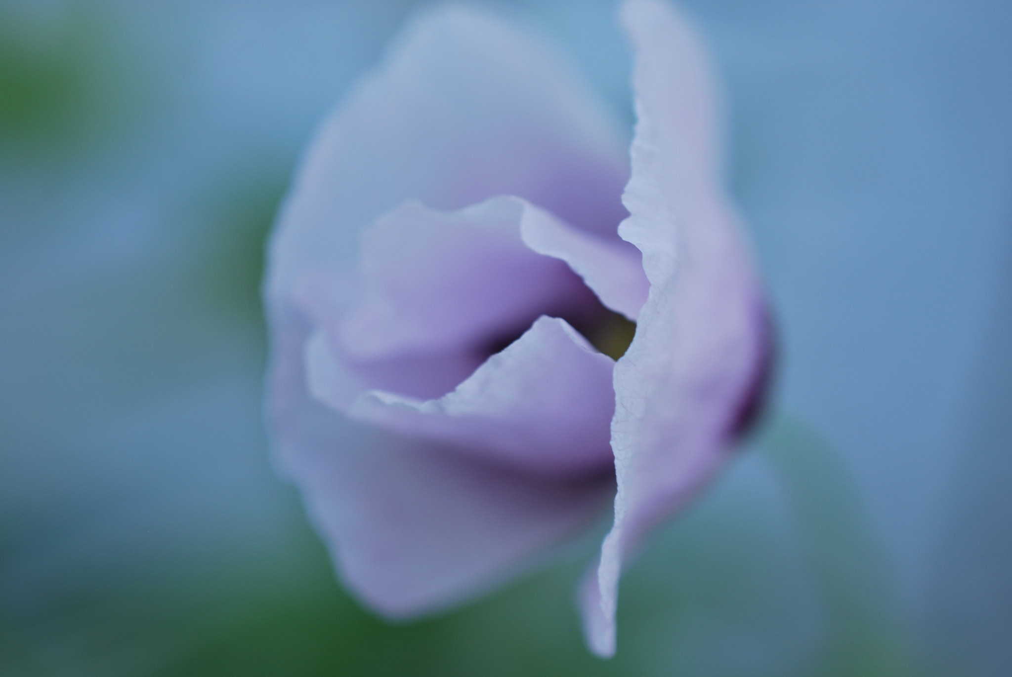 Nikon AF-S DX Micro Nikkor 40mm F2.8 sample photo. Flower photography