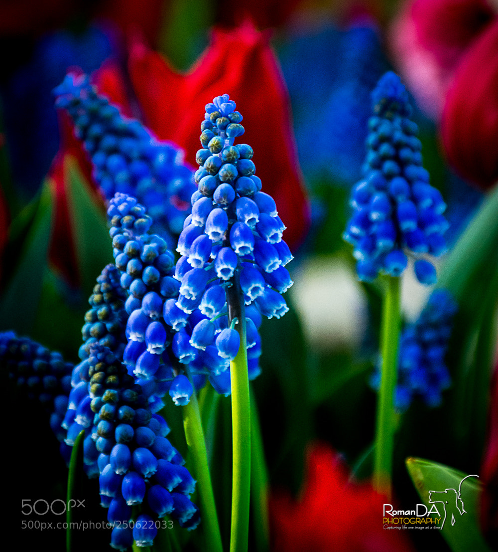 Nikon D7200 sample photo. Muscari photography