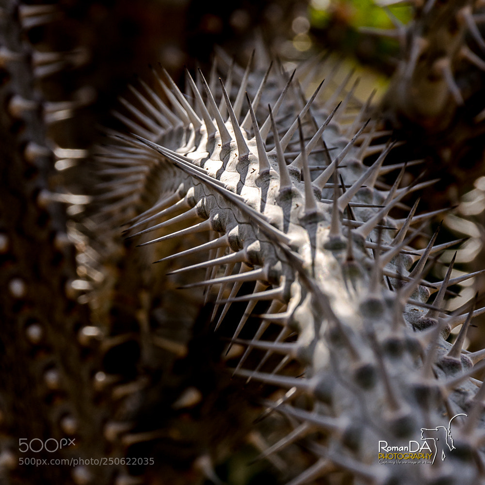 Nikon D7200 sample photo. Spiny cactus photography