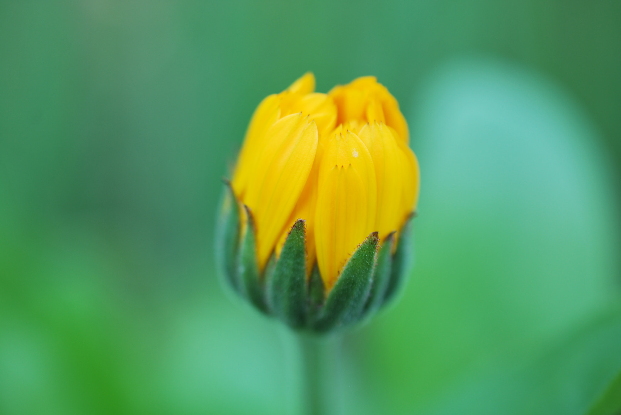 Nikon D60 + Nikon AF-S DX Micro Nikkor 40mm F2.8 sample photo. Flower photography