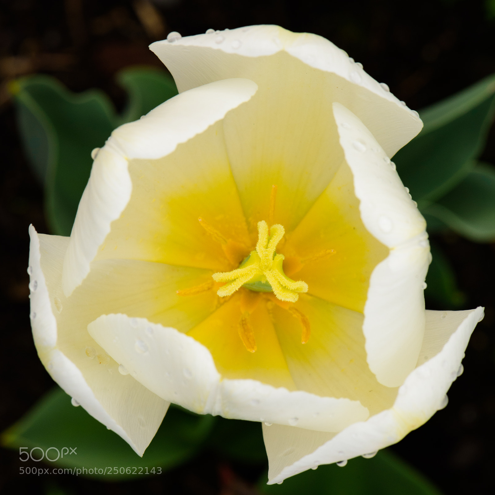 Nikon D750 sample photo. Heart of a tulip photography