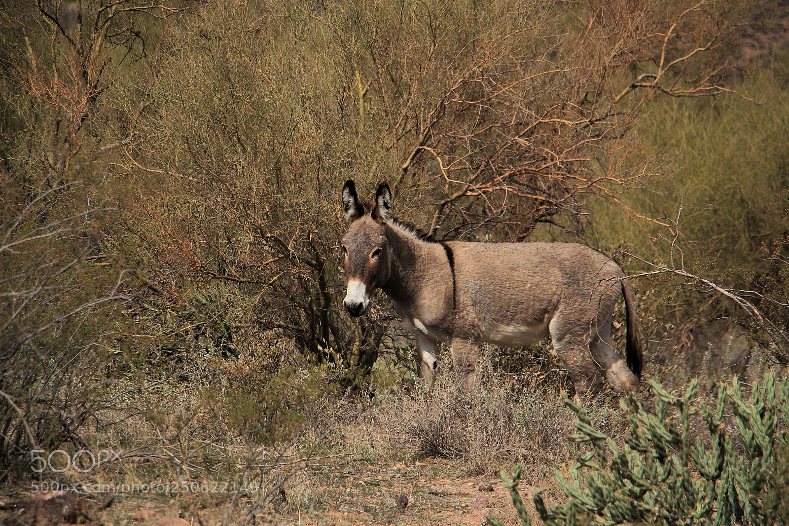 Canon EOS 550D (EOS Rebel T2i / EOS Kiss X4) sample photo. Az burro photography