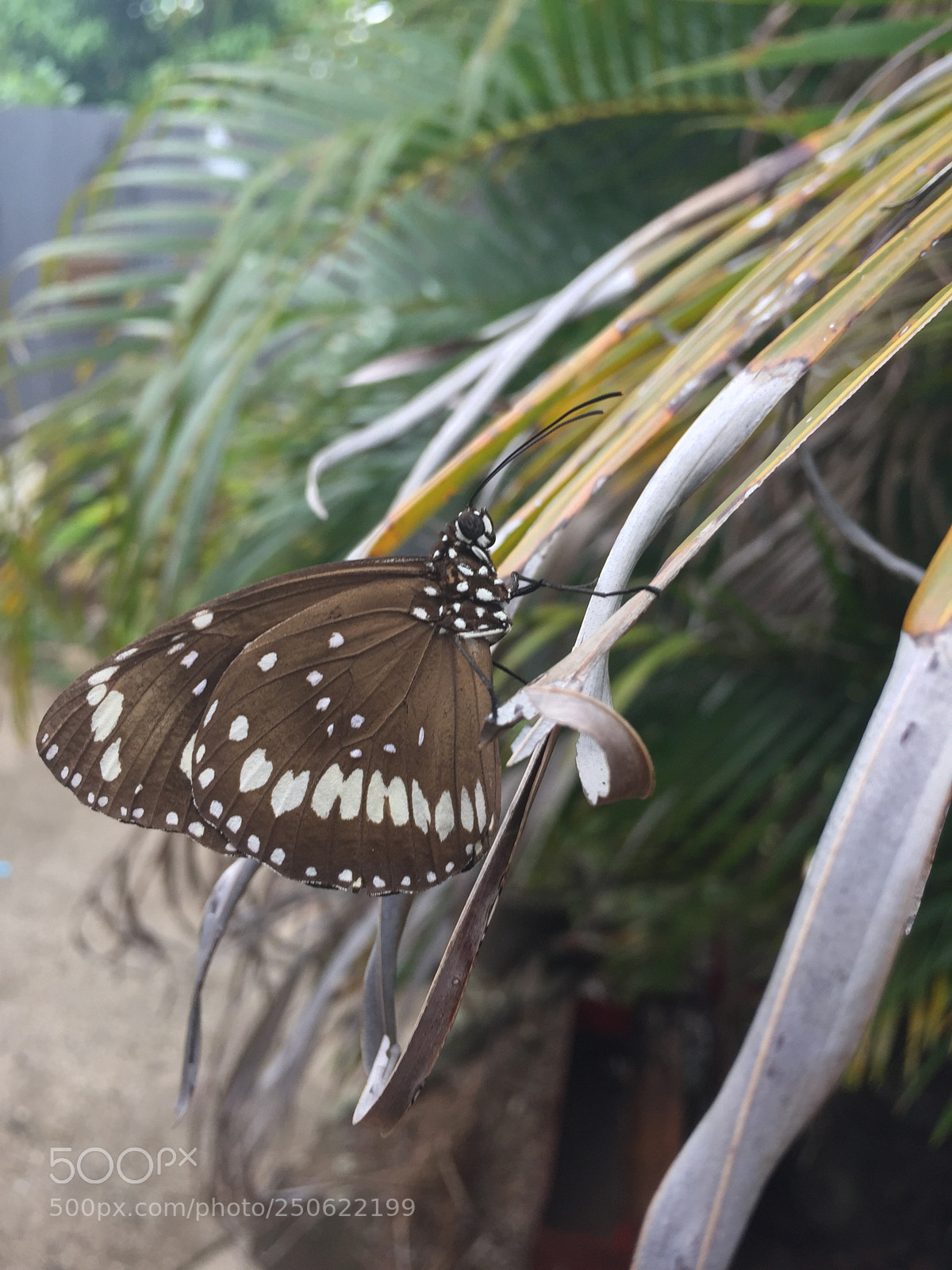 Apple iPhone 6 sample photo. Butterfly  photography