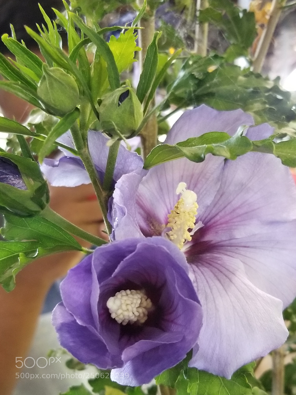 Samsung Galaxy S8 sample photo. Untitled photography