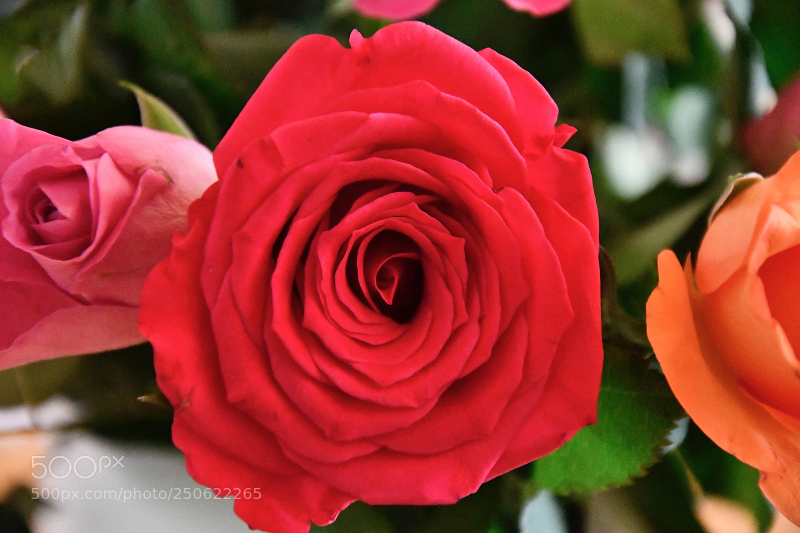 Nikon D7500 sample photo. Deep red rose photography