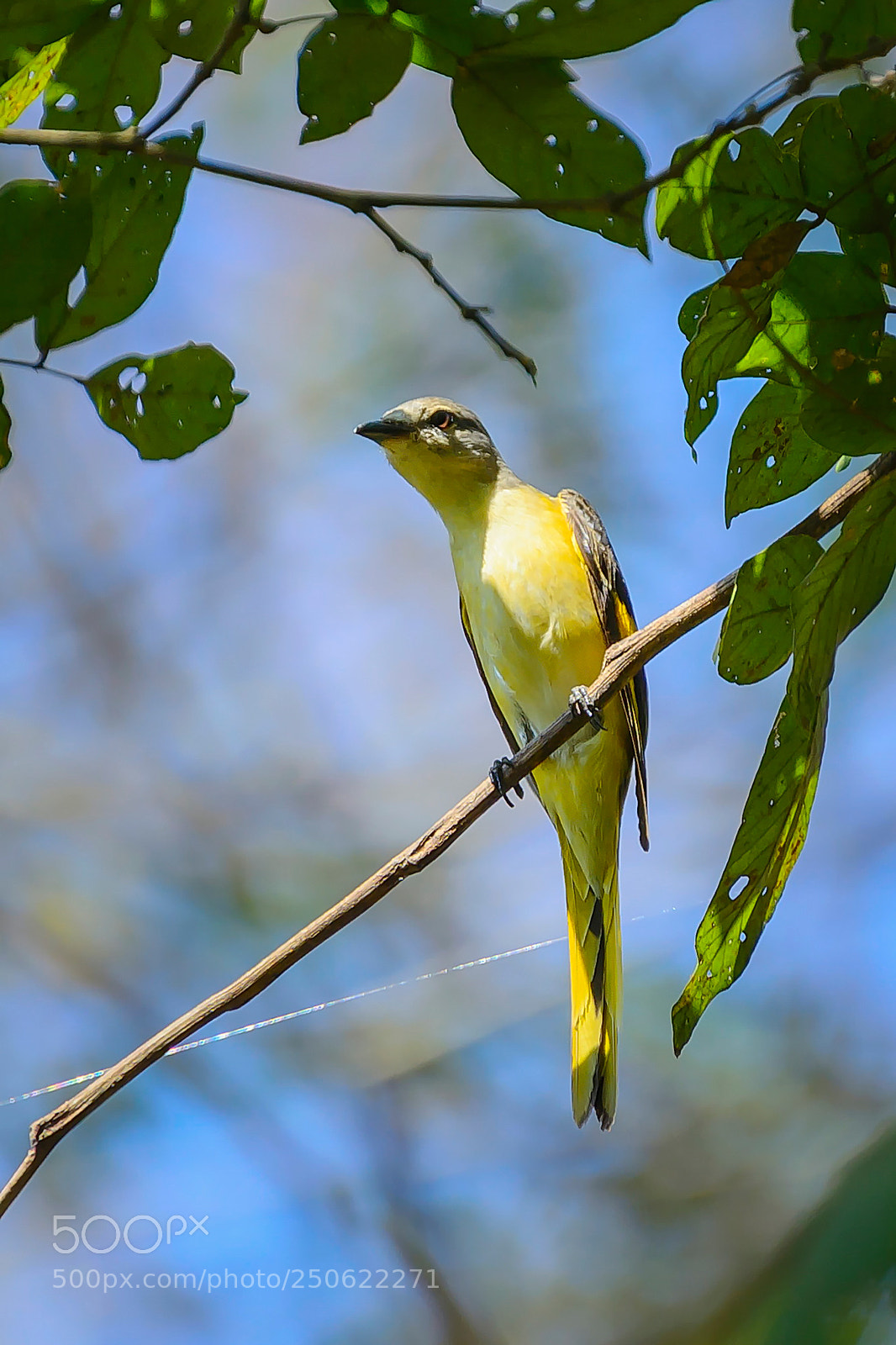 Nikon D7100 sample photo. Morning rosy minivet photography