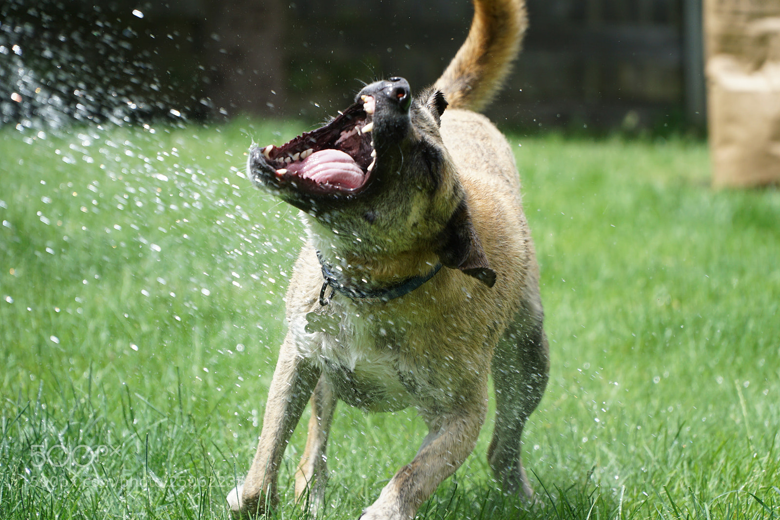 Sony a6000 sample photo. Chomp photography