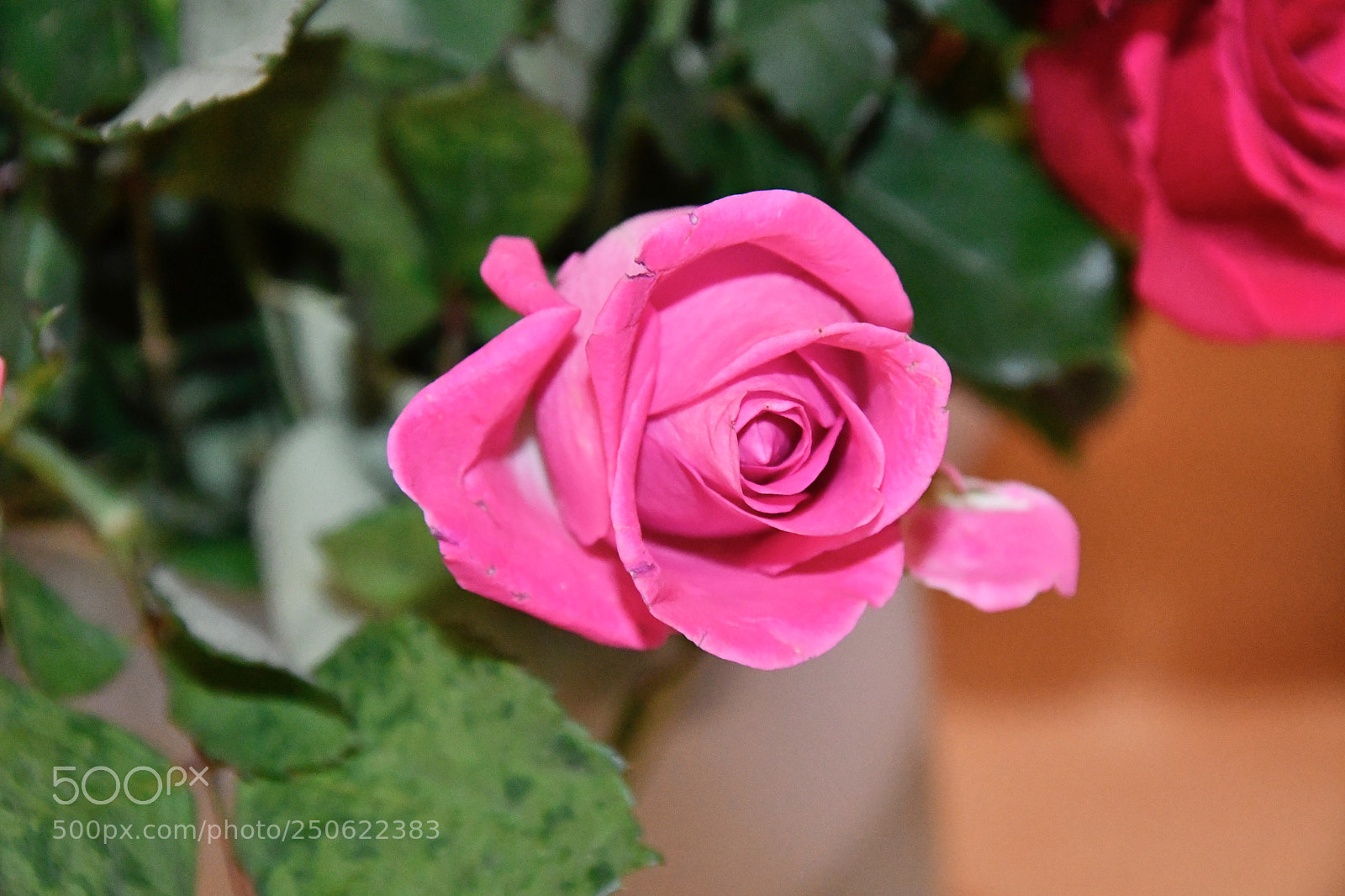 Nikon D7500 sample photo. Violet rose photography