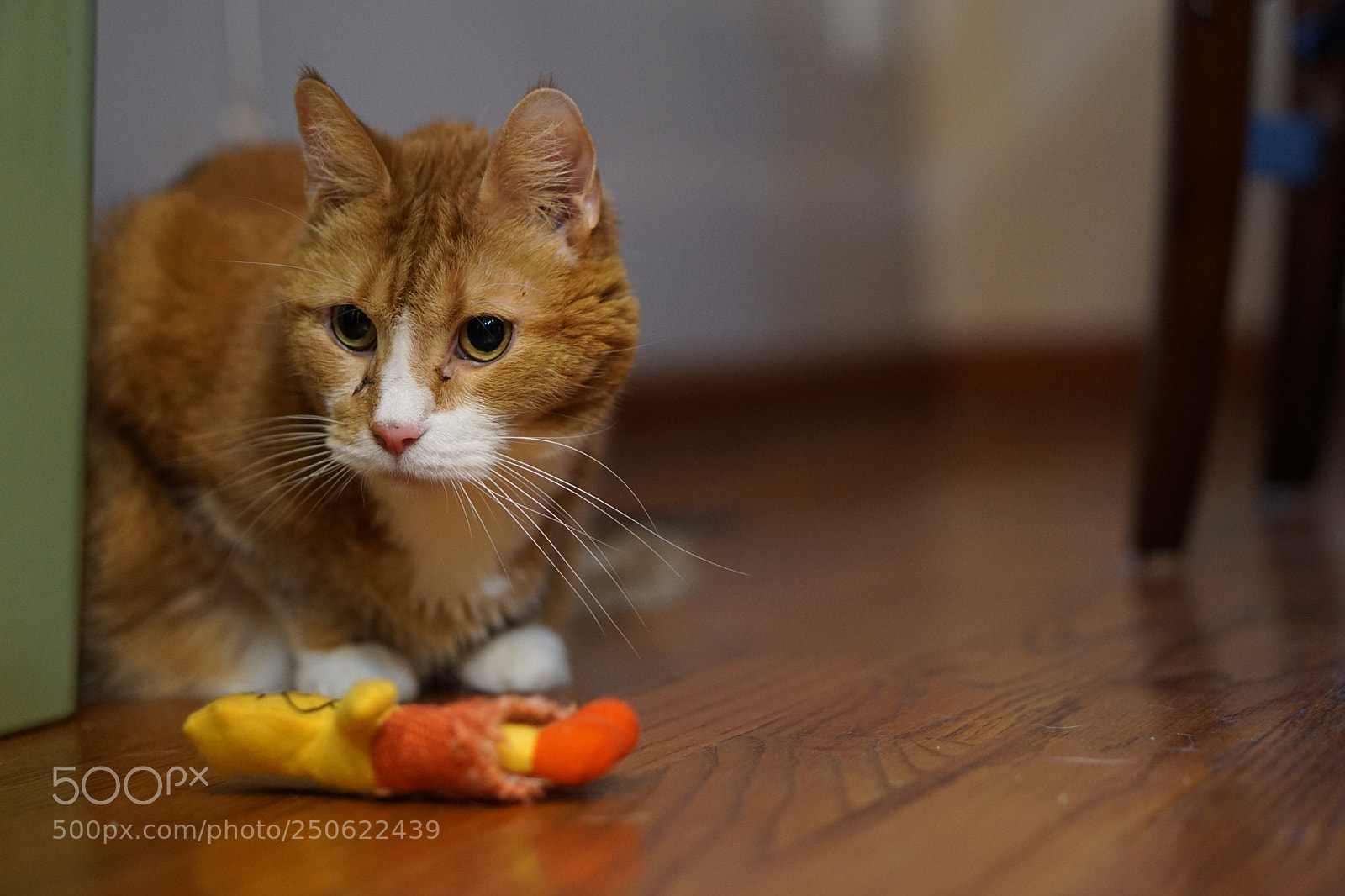 Sony a6000 sample photo. Catnip photography