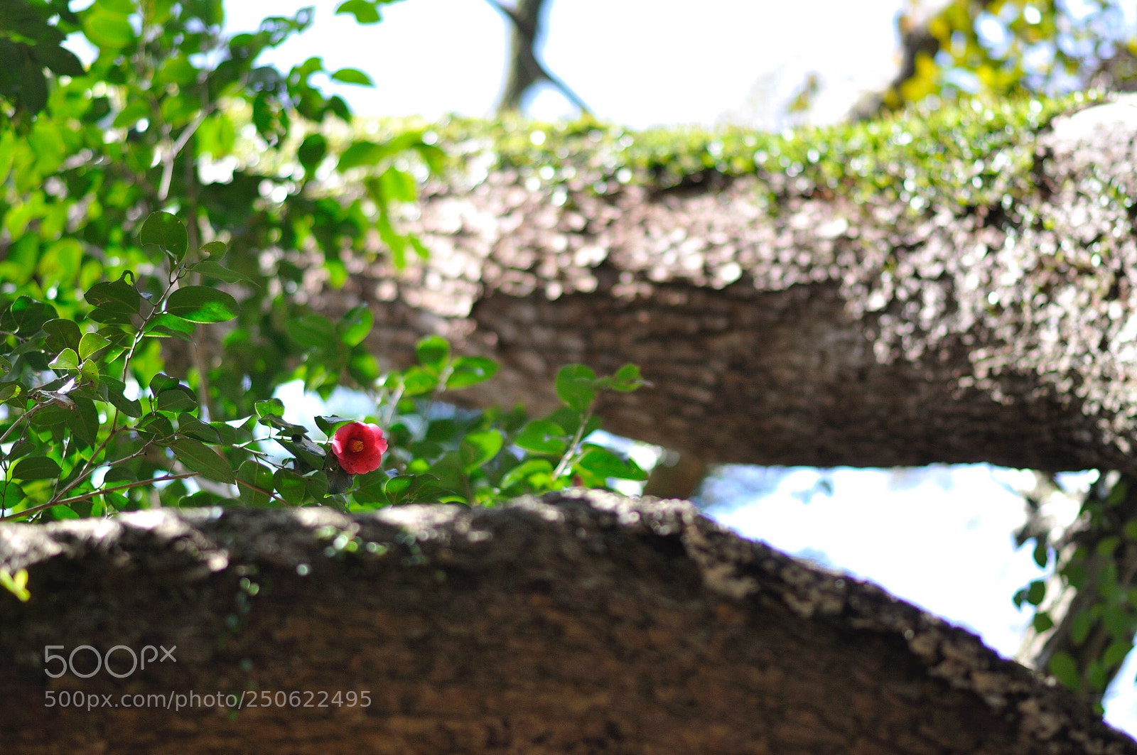 Nikon D90 sample photo. Camellia in mountain photography