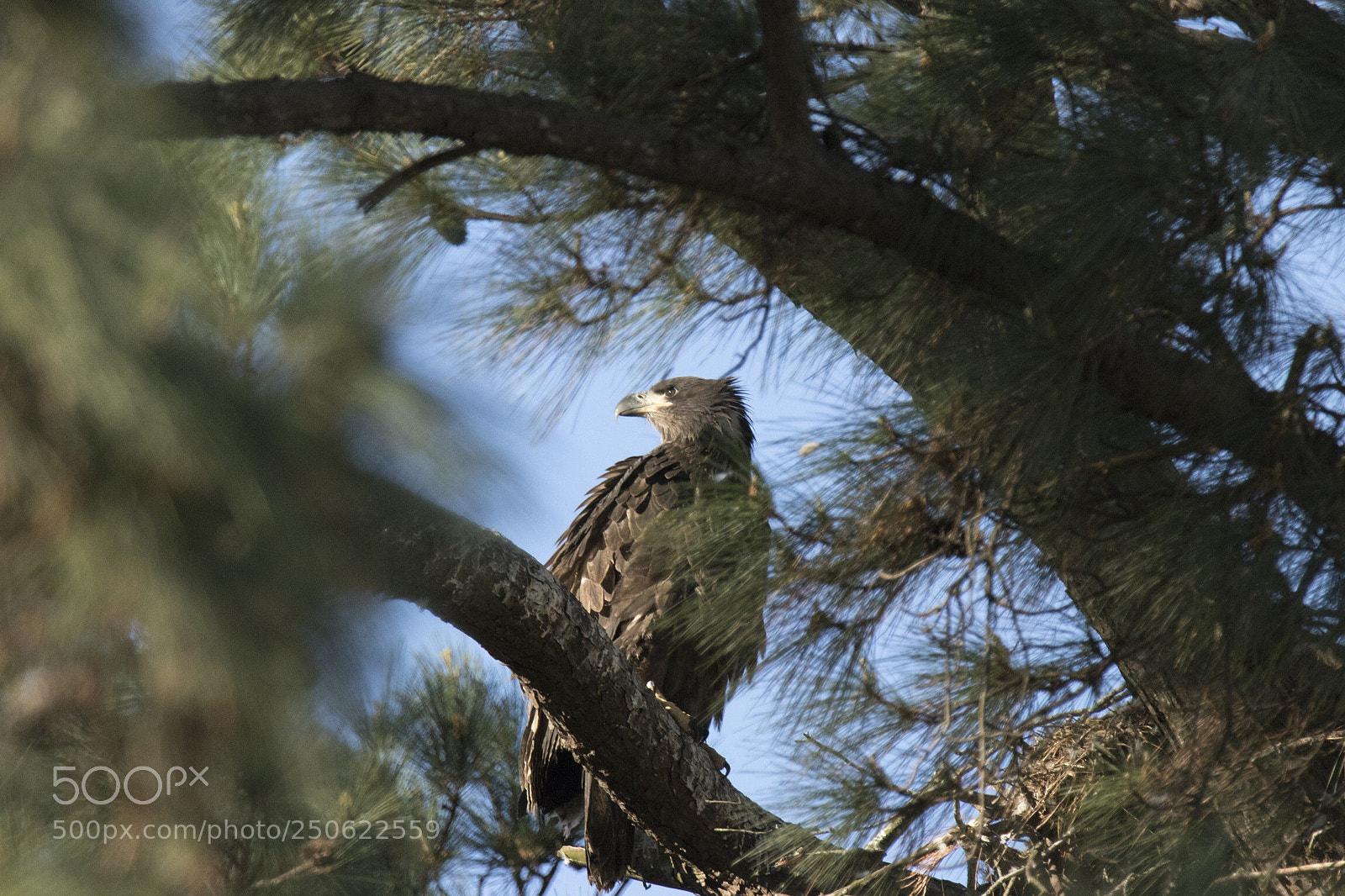 Canon EOS 80D sample photo. Baby bald eagle photography