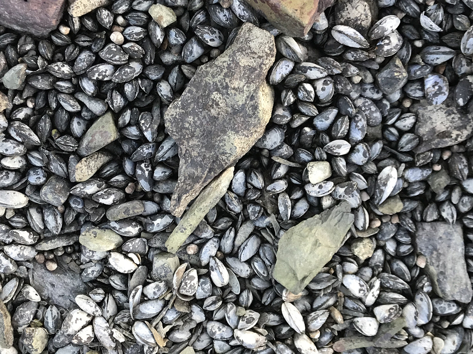 Apple iPhone 7 Plus sample photo. Untitled photography