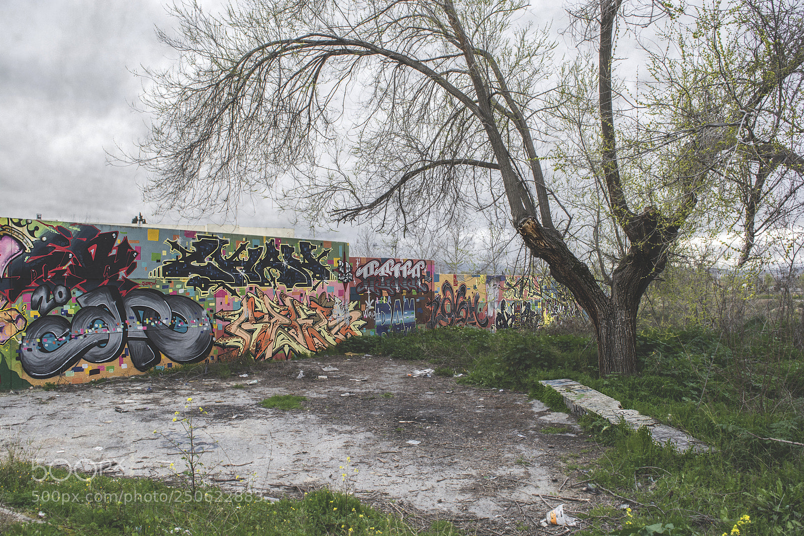 Nikon D5200 sample photo. Composici n con rbol photography
