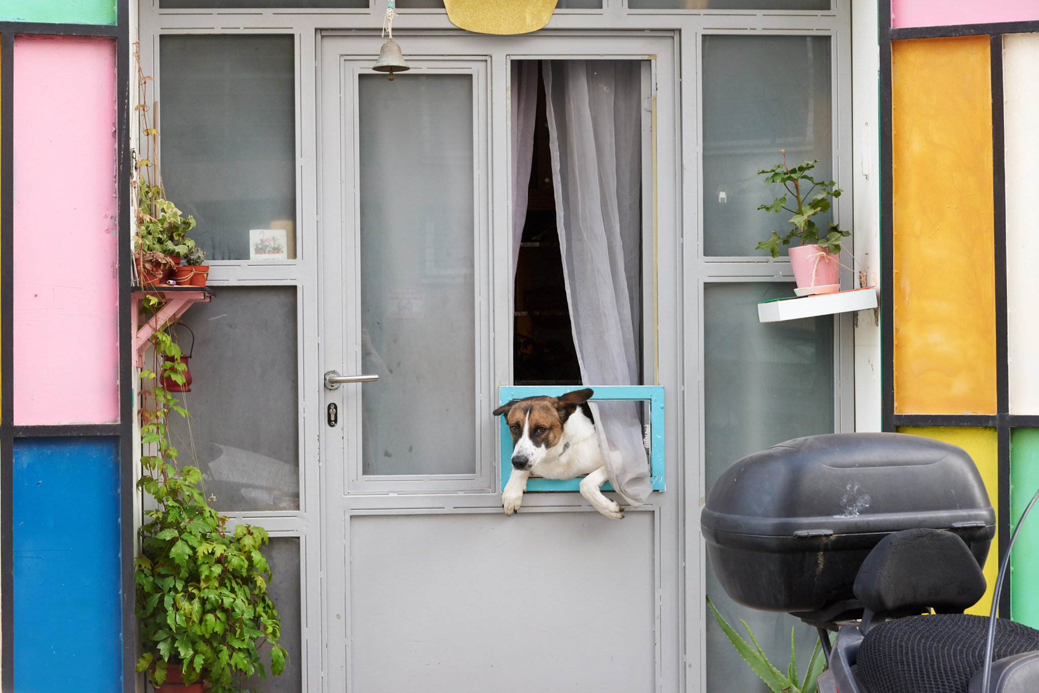 About the dog