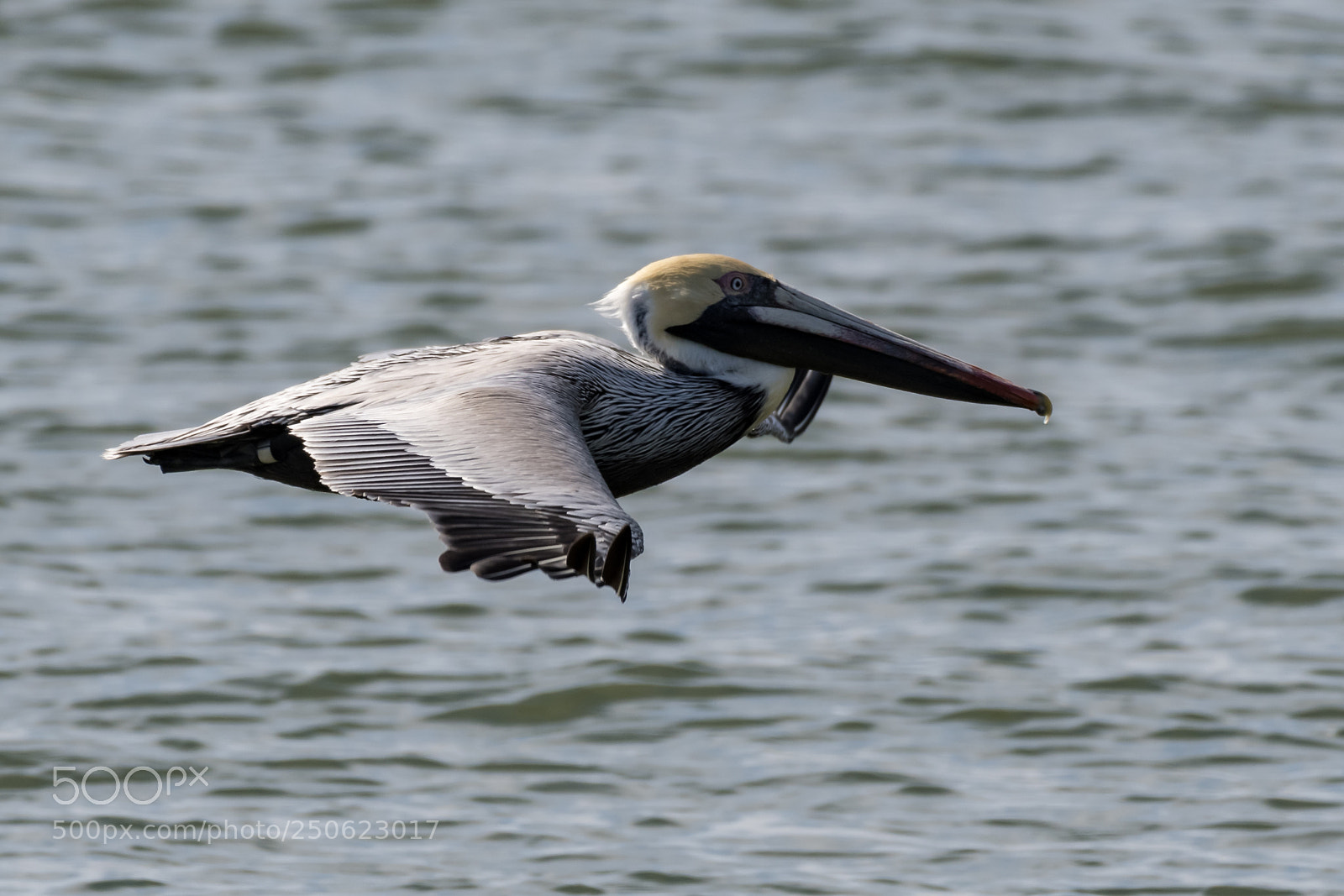 Nikon D500 sample photo. Flying low photography