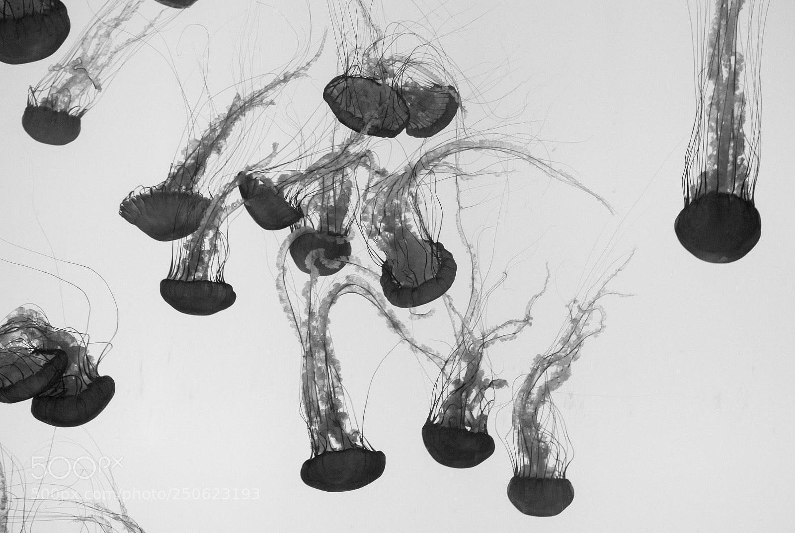 Canon EOS 750D (EOS Rebel T6i / EOS Kiss X8i) sample photo. Jellyfish photography
